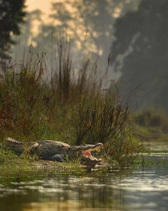 WORLD CROCODILE DAY!!! 

These are a common viewing feature on boat cruises in Livingstone, but guess what?? When the rainfall levels are just right, you can spot a crocodile or two at the Dambwa Lagoons, right in our community...  

#WorldCrocodileDay2024