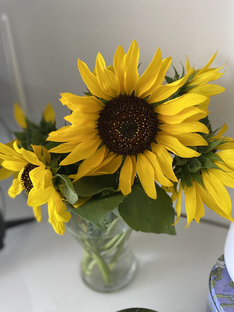 _Ivana_S_'s tweet photo. L e t o 🌻 https://t.co/FEqcFq7u3f