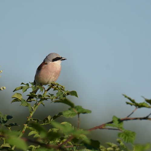 LPOVendee's tweet photo. La LPO85 décline le Plan National d'actions Pie-grièche en Vendée. Au programme : des suivis pour mieux connaître la répartition de l'espèce et ses effectifs nicheurs et des mesures de conservation favorable à l'espèce. Plus d'infos sur https://t.co/M8Y9BfBMNc https://t.co/1ioXZzT2f0