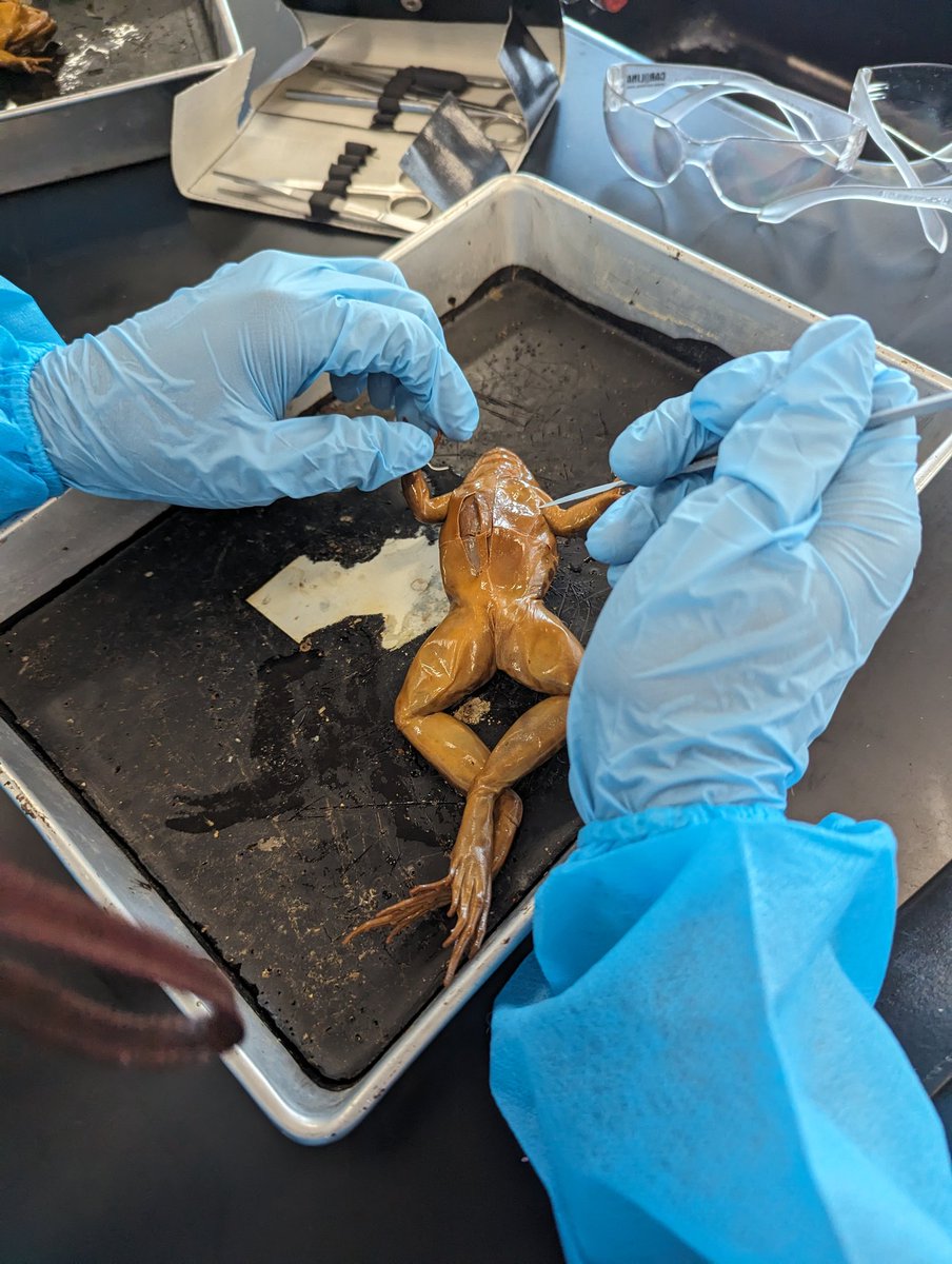 donna casanova (@dcasanova77) on Twitter photo Central Scholars practicing surgical skills dissecting frogs. One by one organs and systems are being removed and studied.
<a href="/RobertDiMuccio1/">Robert DiMuccio</a> <a href="/Fsalvadore10/">Francesca Salvadore, Ed. D</a> Central Scholars practicing surgical skills dissecting frogs. One by one organs and systems are being removed and studied.
<a href="/RobertDiMuccio1/">Robert DiMuccio</a> <a href="/Fsalvadore10/">Francesca Salvadore, Ed. D</a>