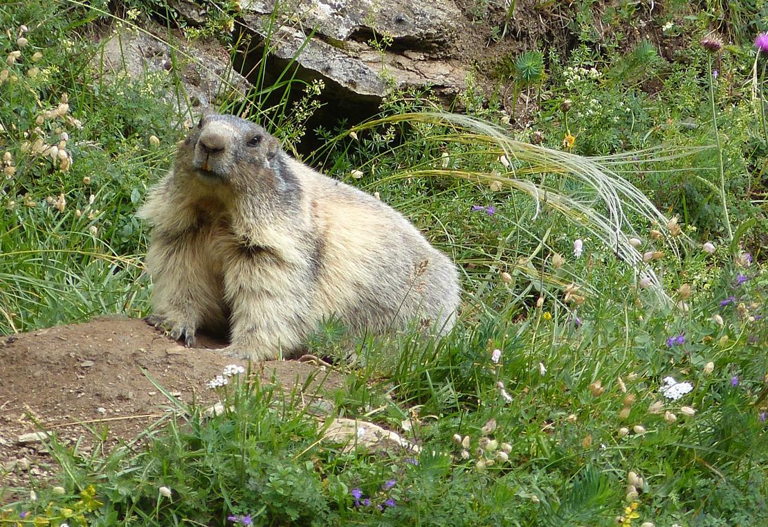 Saas-Fee, Murmeltier, Marmotte, Marmot