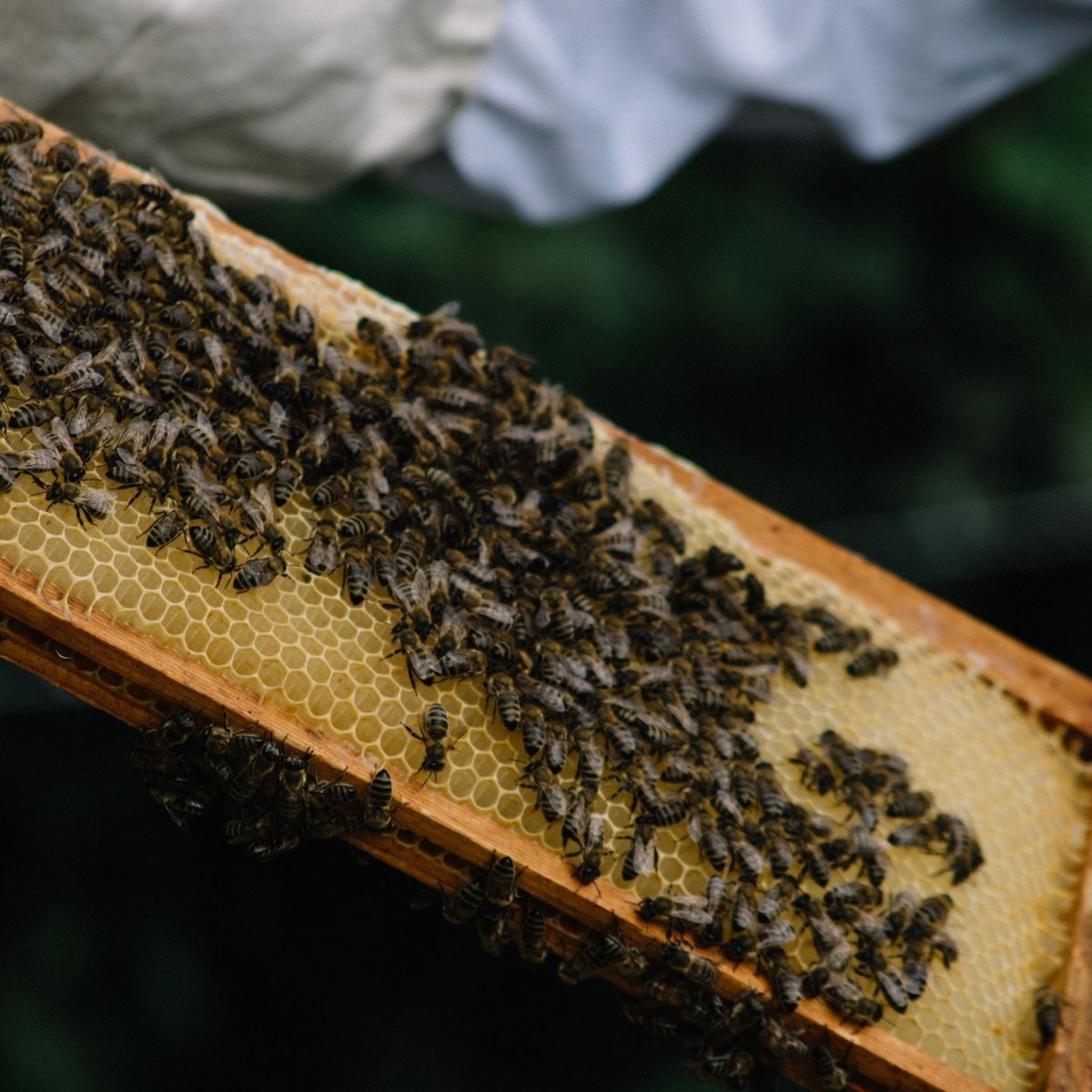 Our bees are very happy this summer, producing delicious honey which you can pick up ⁠👇️⁠
⁠
🐝 Five Acre Farm Shop @tobacco_factory⁠
🍯 The Flower Barn - Onsite at Five Acre Farm