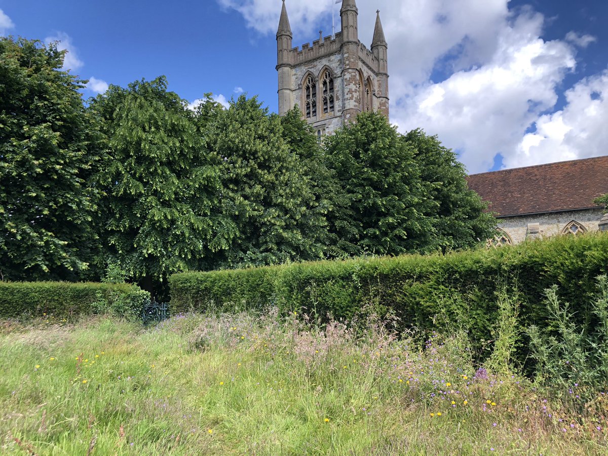 Day 17 of #30DaysWild Celebrating that rare sight this year (sadly) - a butterfly! (Meadow brown in this case). It was benefitting from a churchyard that had been left to grow wildflowers ☺️