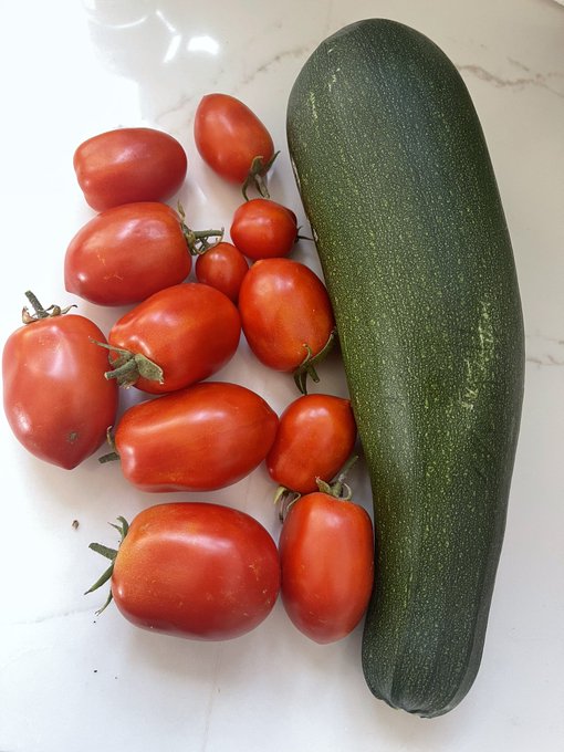 Even more tomatoes 😂 what do I do with all these tomatoes besides salads, pasta sauce and pickling? https://t<a href="/tag/maybloom"class="tags"><span>#maybloom</span></a>