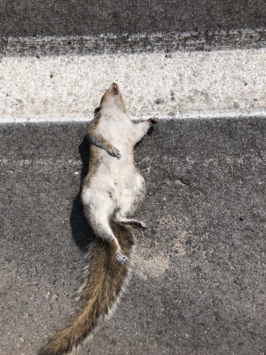 willoace's tweet image. Another innocent victim of gun violence who will be ignored thanks to Caitlyn Clark