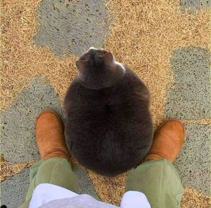 chonk cat