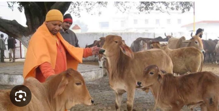 V71468645's tweet photo. सनातन का आधार गौमाता,राष्ट्रीयधरोहर व संरक्षित पूज्यजीव घोषित हों।बेसहारा गौमाता व गौवंश का कानूनीसंरक्षण व संवर्धन हो।देश में गौहत्या बंद हो।@narendramodi @HMOIndia @AmitShah @girirajsinghbjp
@arjunrammeghwal @MLJ_GoI
@pfaindia @Manekagandhibjp @ARanganathan72
#गौरक्षाकानून https://t.co/wQrLG7MxTm