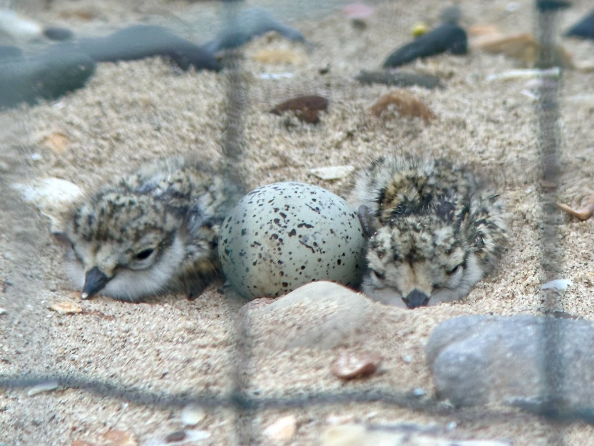 Whilst the little tern chicks (first pic) have hatched, they weren’t the only arrivals over the weekend! We were also treated to the first oystercatchers of the season (second pic) and some more ringed plovers (third pic). Here’s hoping they survive to fledge 🤞🏻🤞🏻
