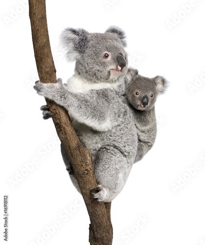 ResiMindset's tweet photo. 1.Bushfires raged in Australia, but Ben, a wildlife photographer, saw a koala in danger.
2.Using his camera strap, he bravely climbed a burning tree to save it.
3.His skills weren't just for photos - they helped a life!
#EverydayHeroes #UseYourTalent https://t.co/Ll25JWebE2