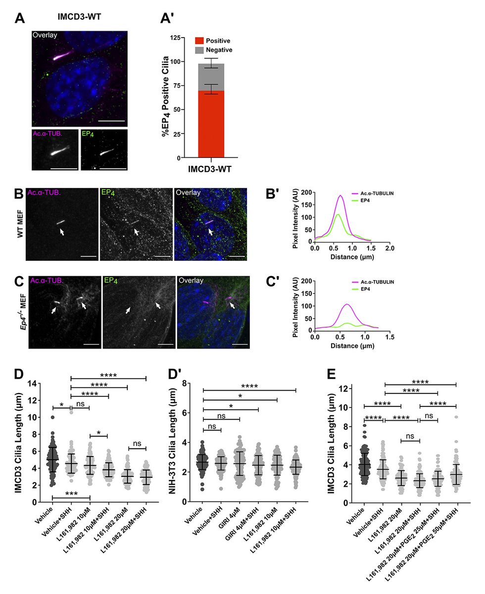 Journal of Cell Biology tweet media