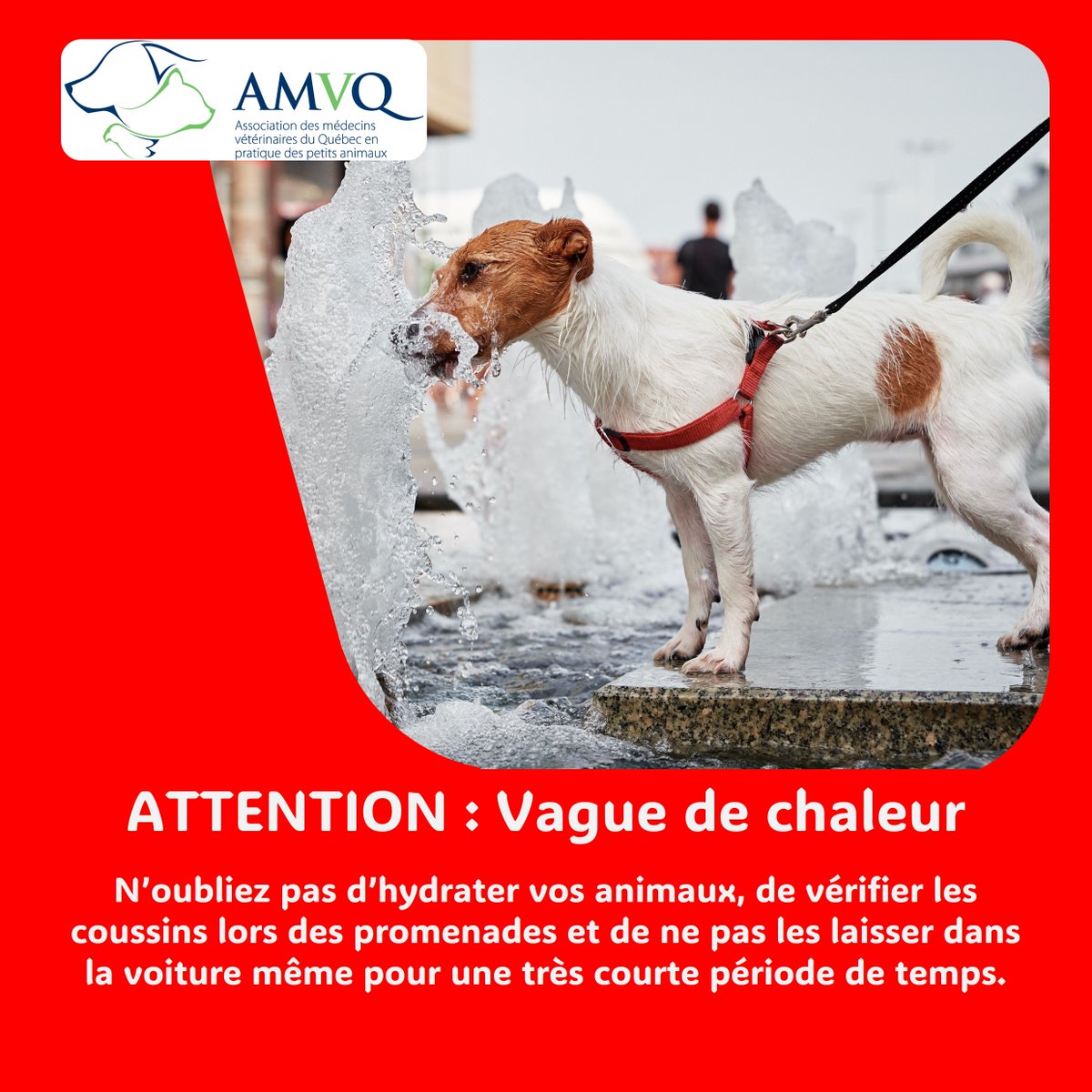 AVIS DE CHALEUR INTENSE! Prenez soins de vos humains et de vos animaux, c'est une question de santé et de sécurité! Pour voir toutes les consignes : s3.amazonaws.com/static.amvq.qc…
#amvq #chien #chat #Vaguedechaleur #chaleursdété #canicule #automobile