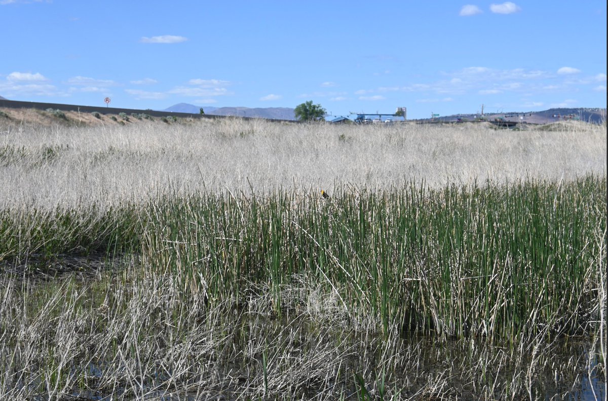 OurTownReno's tweet photo. The Truckee Meadows Park Foundation Perseveres in Preserving and Restoring Local Wetlands ... #keeprenogreen article by Ray Grosser here: https://t.co/3ucVbzj0Gj https://t.co/0meEJcnYWm