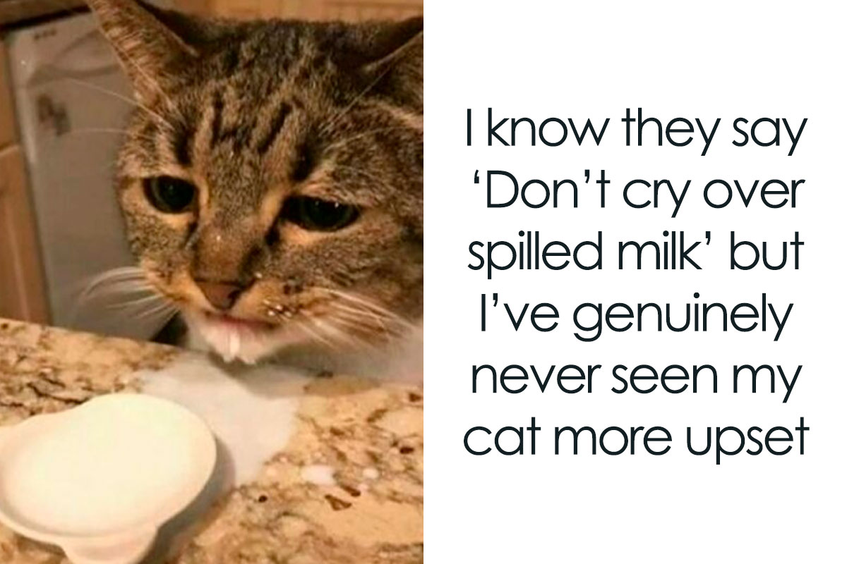 SebMval's tweet image. Memes I found off google