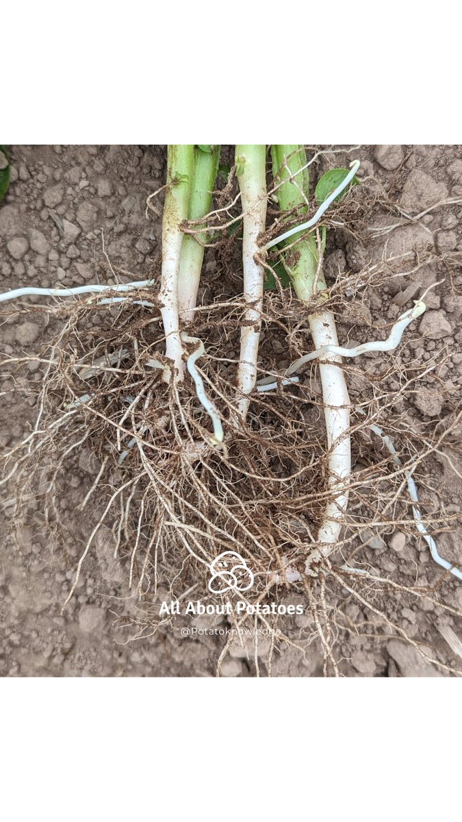 potatoknowledge's tweet photo. The start of tuber initiation, the hook stage.

#thepotatoforum #allaboutpotatoes #potatoknowledge #agriculture #farming #farm365 #farm #papa #patata #batata #pommedeterre #potato #potatoes #aardappel #kartoffel #potatofarm #potatofarmer #backbritishfarming #potatofarming https://t.co/J3lRRRHhzY