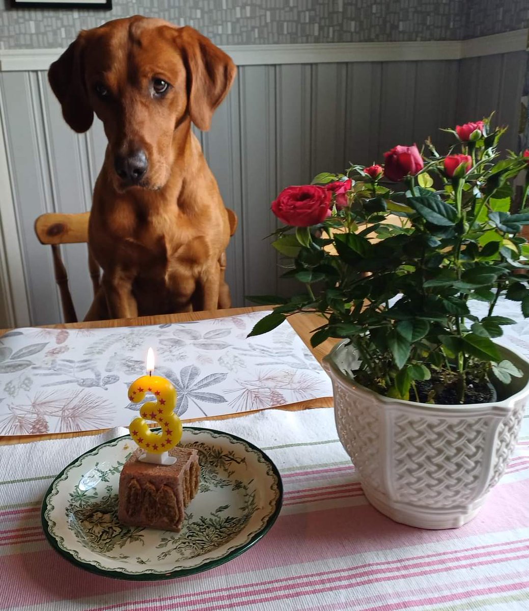 BerghConny's tweet image. Min fine vän Bucky 3 år idag!!!