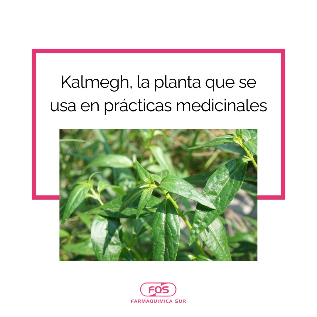 🌱 La planta medicinal que se emplea en multitud de prácticas médicas…  

El Kalmegh tiene una amplia gama de aplicaciones y propiedades, entre las que destaca las antiinflamatorias o antibacterianas.

🌐 farmaquimicasur.com/kalmegh-la-pla…

#FarmaQuímicaSur #FQS #Plantamedicinal #Kalmegh