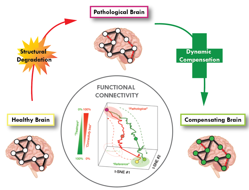 Can the brain compensate for the impact of structural degradation on functional connectivity and restore healthy functioning exclusively through changes to the local dynamics? 

Find out how this may work in the preprint! 
<a href="/Samysterio3/">Samy Castro Novoa</a> @DemianBattaglia <a href="/FunSyCNRS/">FunSy</a>