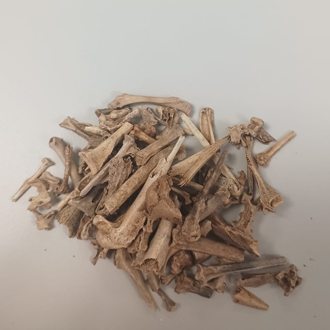 GoizaneA's tweet photo. Un día más en el laboratorio, feliz con mis huesecitos 🐦#aves #tafonomía #smallprey #neanderthal #neandertales #valdegoba https://t.co/TxgU08OYNL