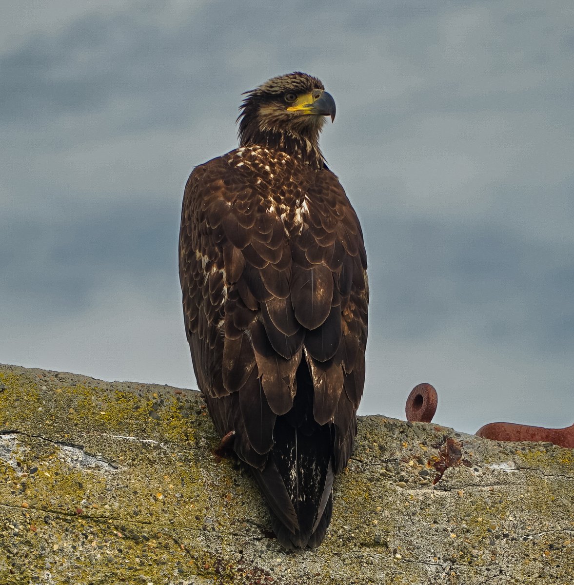 EarthViews Conservation Society tweet media