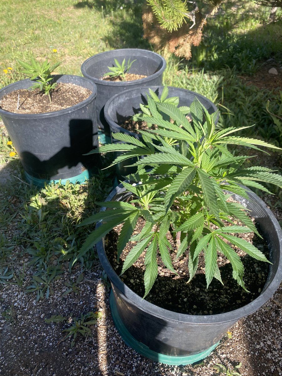 jmo22966085's tweet photo. Good Morning Sunshine! The photo period greenhouse /Outdoor Hawaiian, she’s going to be a large ine, and the Auto’s i’m doing as well. Including the @720rcrypto #Colorao 4 plants melon and skywalker. https://t.co/qwX7VhnMh0
