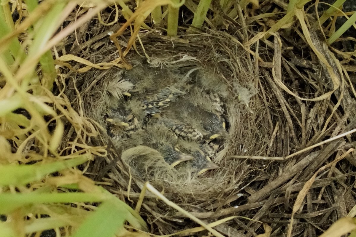grauwekiek's tweet photo. Voor onderzoek naar de effecten van Natuurinclusieve Landbouw en ANLb op akkervogelpopulaties volgen we nesten van gele kwikstaart en veldleeuwerik waarbij we oa kijken naar broedsucces, voedselbeschikbaarheid, overleving en predatie. 

I.s.m. @WUR &amp; @univgroningen i.o.v. @minlnv https://t.co/m3MBrrFobJ