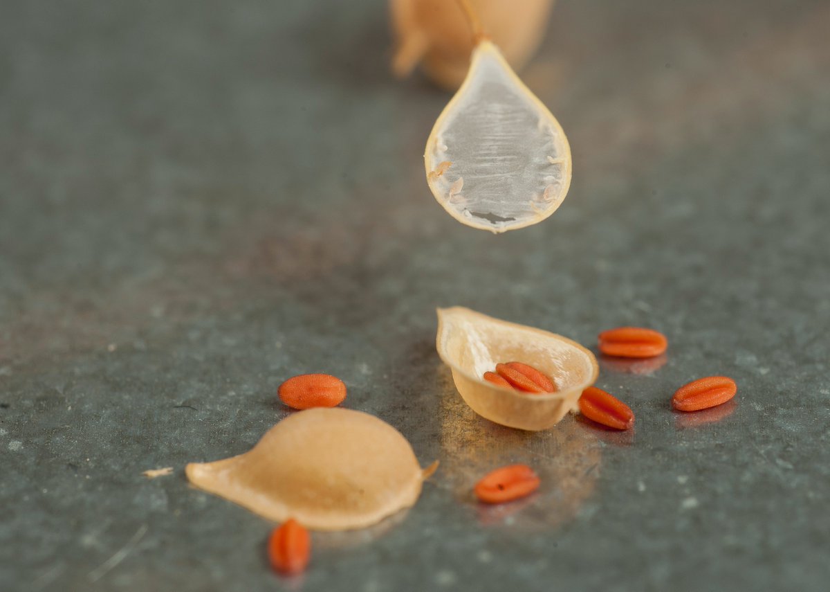 Rothamsted Research (@rothamsted) on Twitter photo 📢Rothamsted agrees global commercial license with <a href="/Yield10Bio/">Yield10 Bioscience</a> to produce Omega-3 Products in Camelina - will enable sustainable land-based production of omega-3 oils for use in aquafeed and human nutrition 🧬🌱
Full story 👇
rothamsted.ac.uk/news/rothamste… 📢Rothamsted agrees global commercial license with <a href="/Yield10Bio/">Yield10 Bioscience</a> to produce Omega-3 Products in Camelina - will enable sustainable land-based production of omega-3 oils for use in aquafeed and human nutrition 🧬🌱
Full story 👇
rothamsted.ac.uk/news/rothamste…