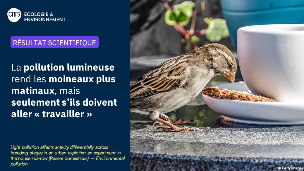#RésultatScientifique 🔎

💡🐦Les moineaux exposés à la pollution lumineuse produite par des LED se lèvent + tôt que les autres. Cette flexibilité de leur rythme pourrait expliquer le succès de l'espèce à s'adapter au milieu urbain.

▶️inee.cnrs.fr/fr/cnrsinfo/la…