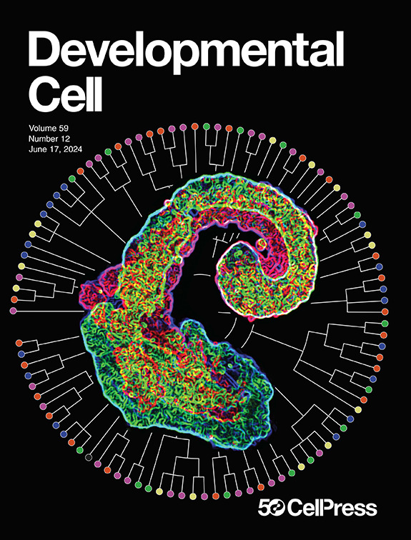 jesse veenvliet @jesseveenvliet.bsky.social (@jvveenvliet) on Twitter photo Trunk-like-structures on the cover of <a href="/Dev_Cell/">Developmental Cell</a>! 🤩Check out the paper doi.org/10.1016/j.devc…. Fantastic outcome of a project I was very lucky to collaborate on, and that is very dear to me for multiple reasons 🧵 Trunk-like-structures on the cover of <a href="/Dev_Cell/">Developmental Cell</a>! 🤩Check out the paper doi.org/10.1016/j.devc…. Fantastic outcome of a project I was very lucky to collaborate on, and that is very dear to me for multiple reasons 🧵