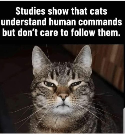 BSwirlsi's tweet photo. I'm pretty sure Prince Ozzwald has told me to "Go Fuck, yourself" on more than one occasion. Tiggy only speaks in with love. #CatOwned https://t.co/RXTFknnaS3