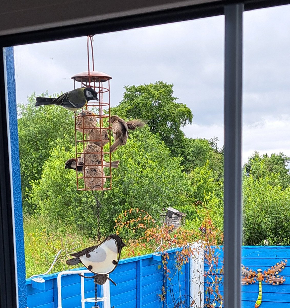 joerassicperry's tweet photo. Some of the baby birds that were born in the back garden are now flying and feeding outside my kitchen window. Didn't want to get too close. Another 5 or 6 were on the ground eating the bits that fell off. #Ireland #Nature #Birds #Wildlife https://t.co/T7p8QoVHf3