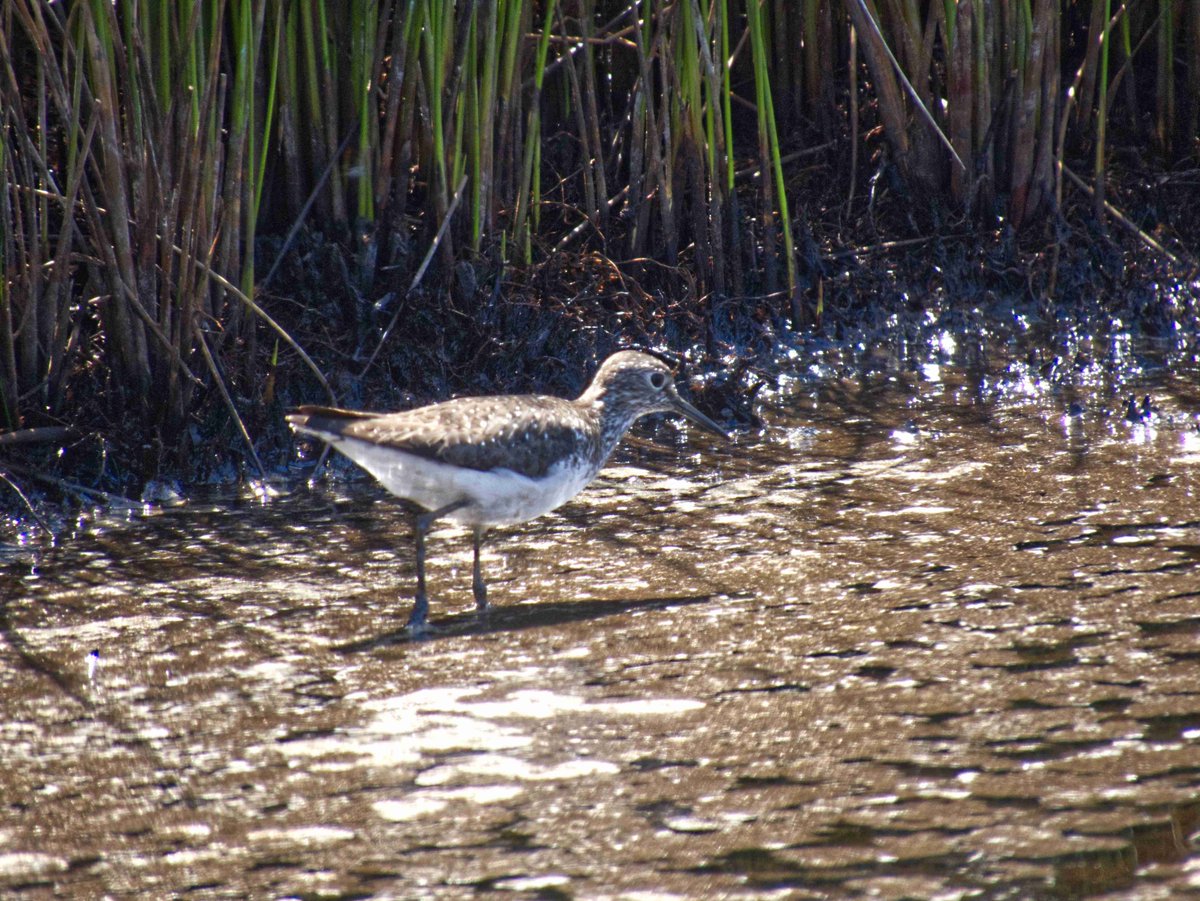 A warm sunny day on Scilly plus a Solitary Sandpiper on Higgo's project pool. Very good indeed.