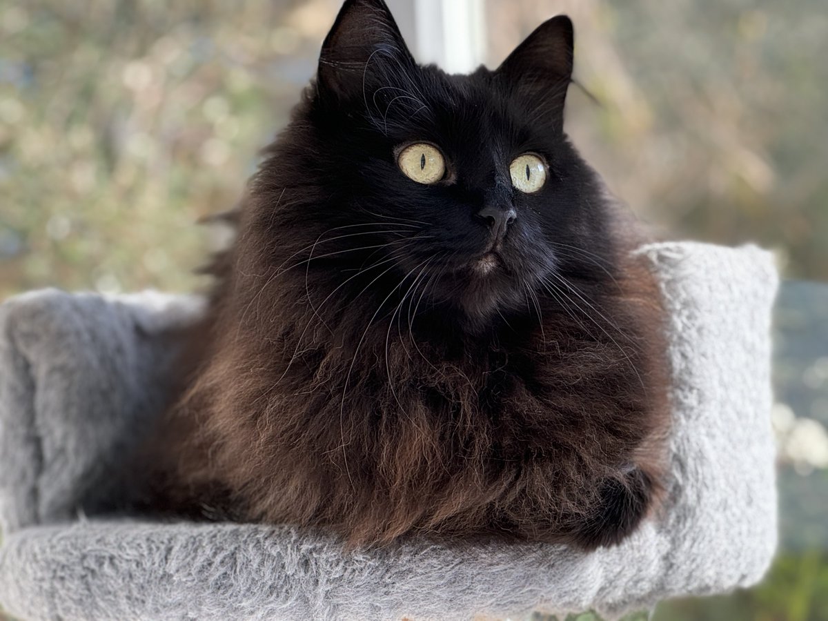 TheCatHotel's tweet image. Stunning Sabre Listening to the afternoon birdsong 😻