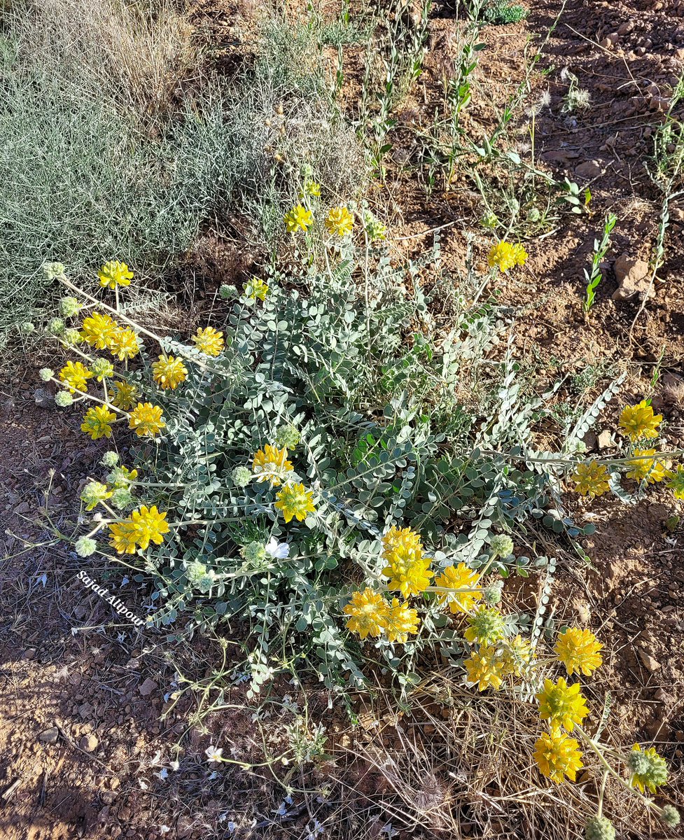 SajadAlipour98's tweet photo. Astragalus obtusifolius DC
Fabaceae 
Sepidan, Fars province, Iran
Elevation 2200m
#Astragalus #Astragalus_obtusifolius #fabaceae #wildlife #wildflowers #botany #ecology #gardening https://t.co/oDviXn03mT