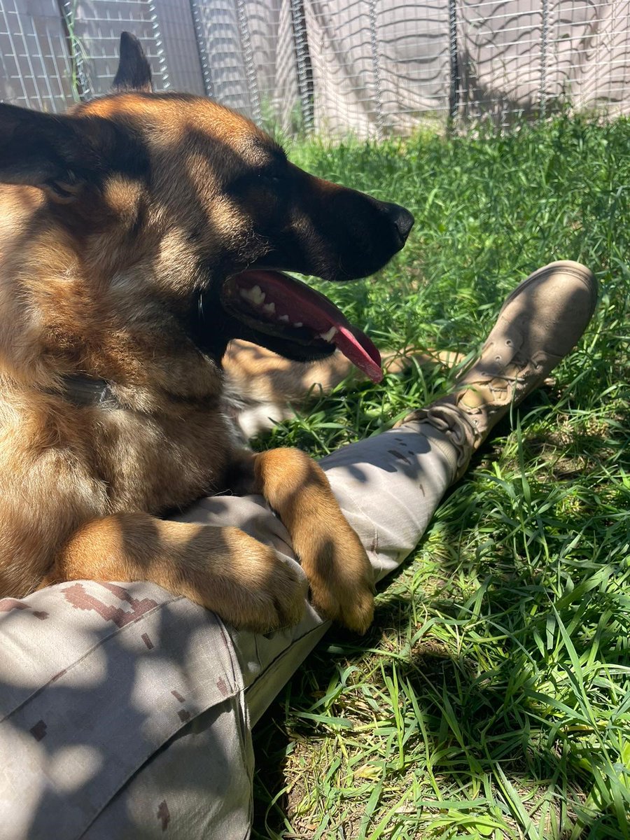 SpainNATO's tweet photo. 🐕 We introduce you ‘Pingo’! He has been deployed within the #TIGRU detachment 📡 in support of our 🇪🇸 🪖 in 🇷🇴.
#WeAreNATO
📸 @EMADmde https://t.co/Tu0DFuHEjE