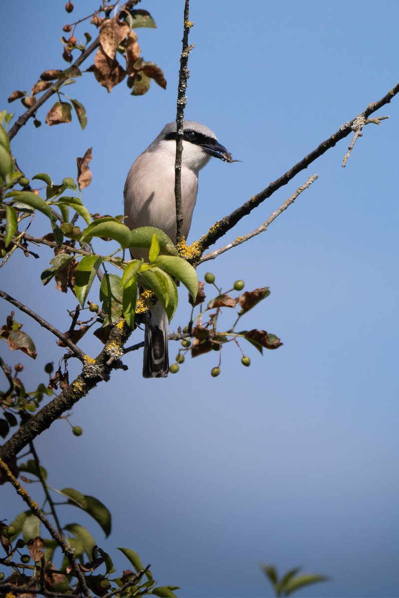 Moachan17's tweet photo. Lovely couple of Shrike. Mister Shrike is bringing some foody gift to Mrs Shrike, so soon they might build their nest. #BIRDSTORY #birdsofprey #birdoftwitter https://t.co/SkqYv2mgEb