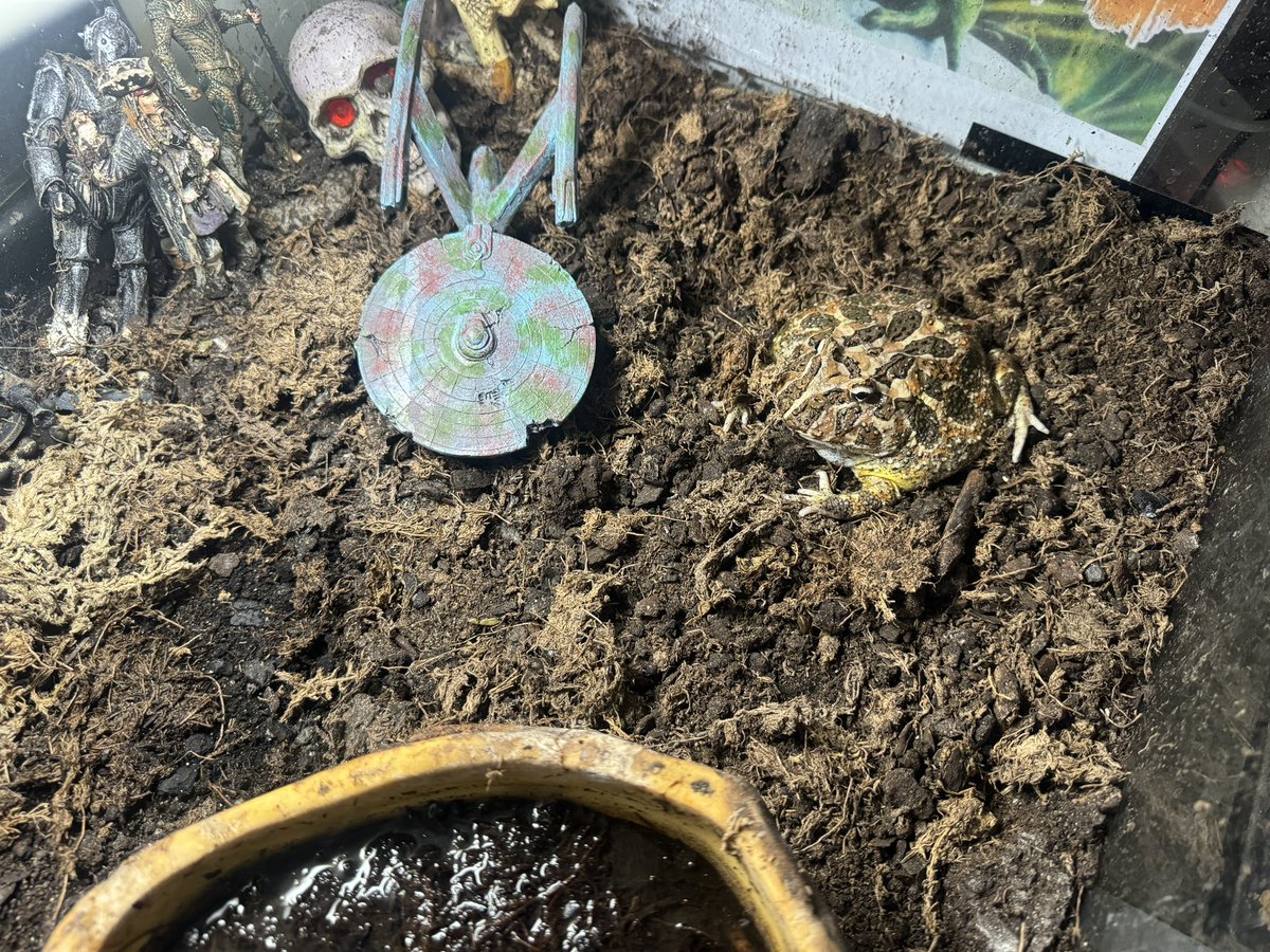 jasonimpey's tweet image. Rambo the Pacman frog has a new ornament in his enclosure, let’s hope he don’t travel at warp speed! #startrek #starshipenterprise #pacmanfrog