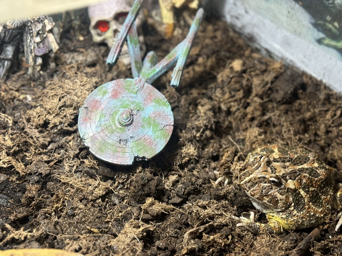 jasonimpey's tweet image. Rambo the Pacman frog has a new ornament in his enclosure, let’s hope he don’t travel at warp speed! #startrek #starshipenterprise #pacmanfrog