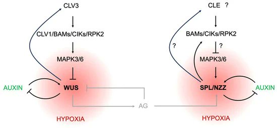 zhaofengfly's tweet photo. Glad to share our understanding of plant germ cell formation👇
Male Germ Cell Specification in Plants https://t.co/O3wiyrmeX6 #mdpiijms 来自 @IJMS_MDPI @MDPIOpenAccess https://t.co/Xt1tLxlmc4