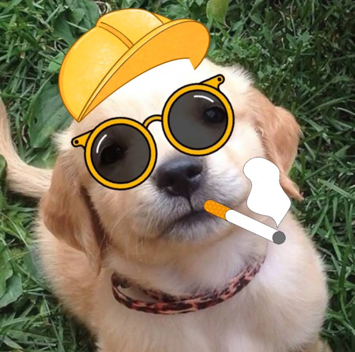 kevinwhitetries's tweet photo. @EzMoneyGems $bobby is about to make that look like nothing
Community to strong, dog is to cute

3tU9kFcvG9RAdZUDykRqe1whZv6yvUNgCXMhg5Xzpump https://t.co/IwwuTs70fR