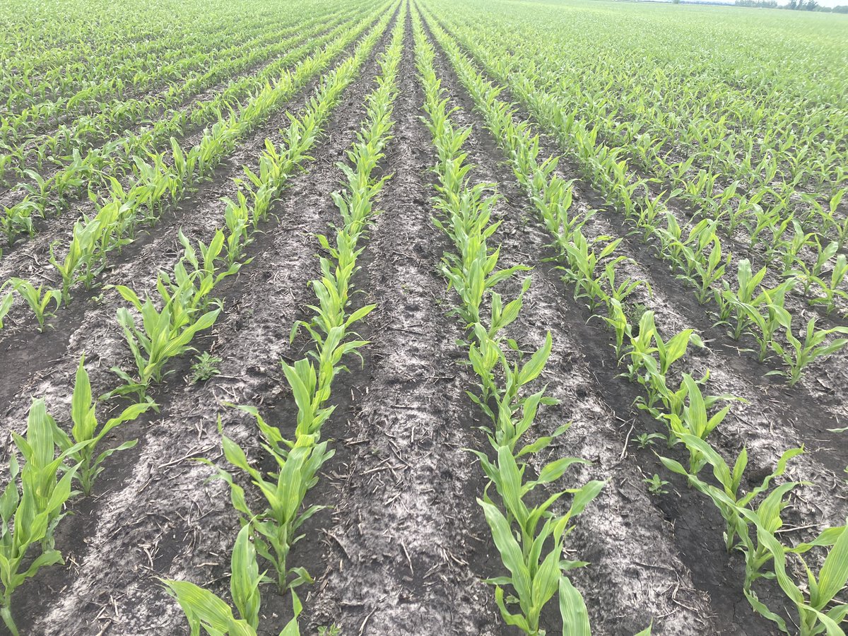 GehrlsJake's tweet photo. Appears to be a bit of a sulfur deficiency in this hybrid. Really sticks out from the road. All hybrids were showing symptoms to some degree. This one just stood out. #LetsTalkSeed https://t.co/JF0YiZQtGw