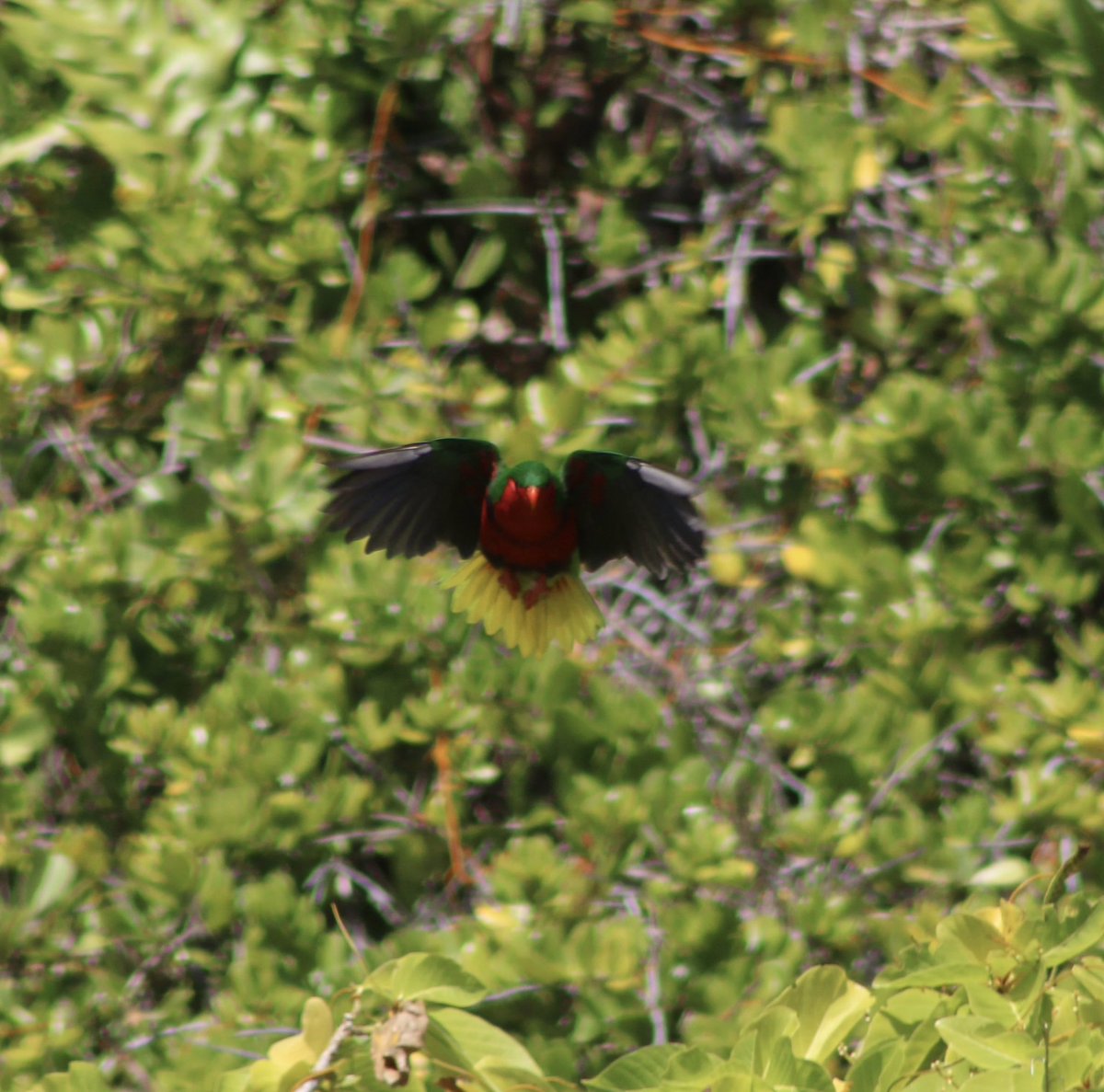 The endemic Henderson Island Lorikeet. Being able to capture this majestic creature on our last trip was one of the many highlights of this trip up to deliver food to the <a href="/Natures_Voice/">RSPB</a> RSPB team starting the Rat Eradication Project

#pitkernislenenterprises
