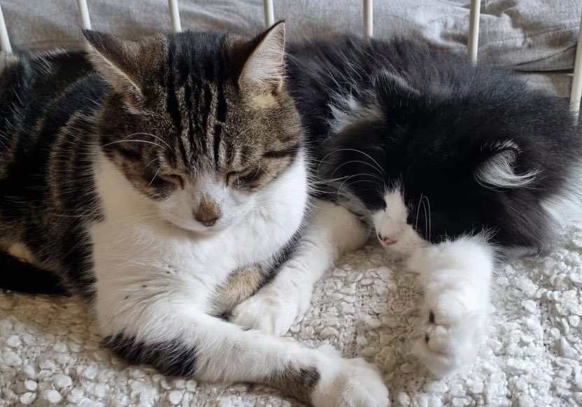 Rural residence wanted! Bonded brothers Cocoa (the fluffy one!) &amp; Hugo are looking for a home together away from busy roads. They are playful, friendly &amp; affectionate. Interested? For + info tinyurl.com/3rxt3sb4 &amp; tinyurl.com/47fz4cdc #AdoptDontShop #CatsOfTwitter #CatsOfX