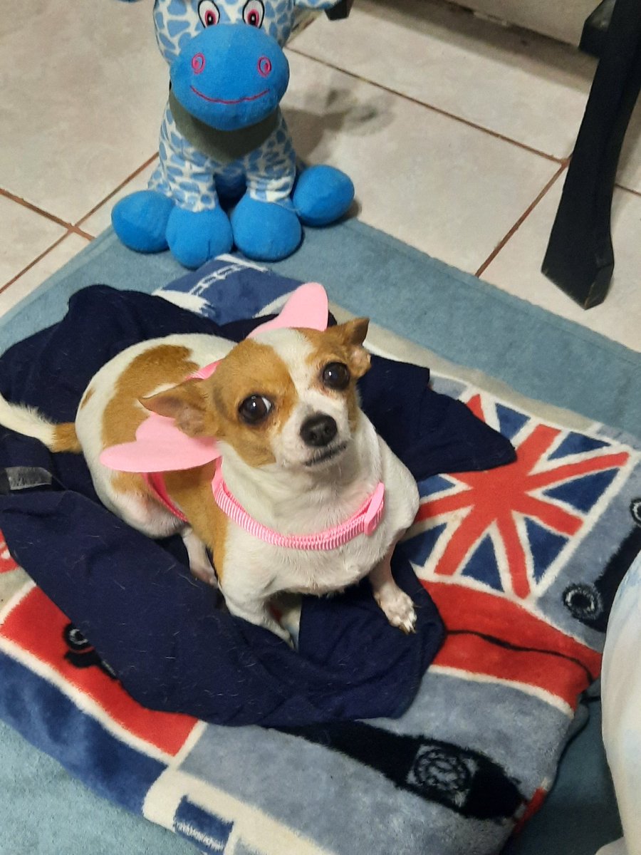 splasticfairy's tweet photo. @obsessionTwitch Su nombre es Cami y a cada rato quiere que le rasque la pancita https://t.co/shIt7aVHAE