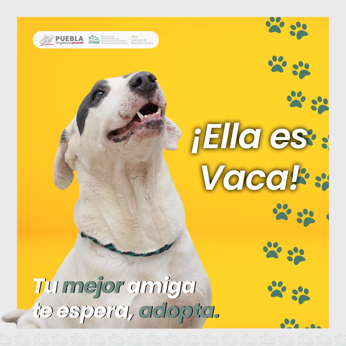 DIBAGobPue's tweet photo. #BienestarAnimal 🐾 ¡Adopta a Vaca y cambia dos vidas! 🐾

Vaca, es una valiente perrita de 4 años que ha superado la crueldad animal.
Gracias a los #InspectoresIBA, fue asegurada del lugar donde era víctima de crueldad para ser rehabilitada física y conductualmente.
Ahora, está lista para encontrar una familia responsable y amorosa.

✨ Perfil de Vaca:

* Juguetona y obediente a las órdenes básicas como "sentada" y "quieta".
* Activa y saludable.
* Cariñosa con las personas.

¡Vaca te está esperando! 🏡❤️