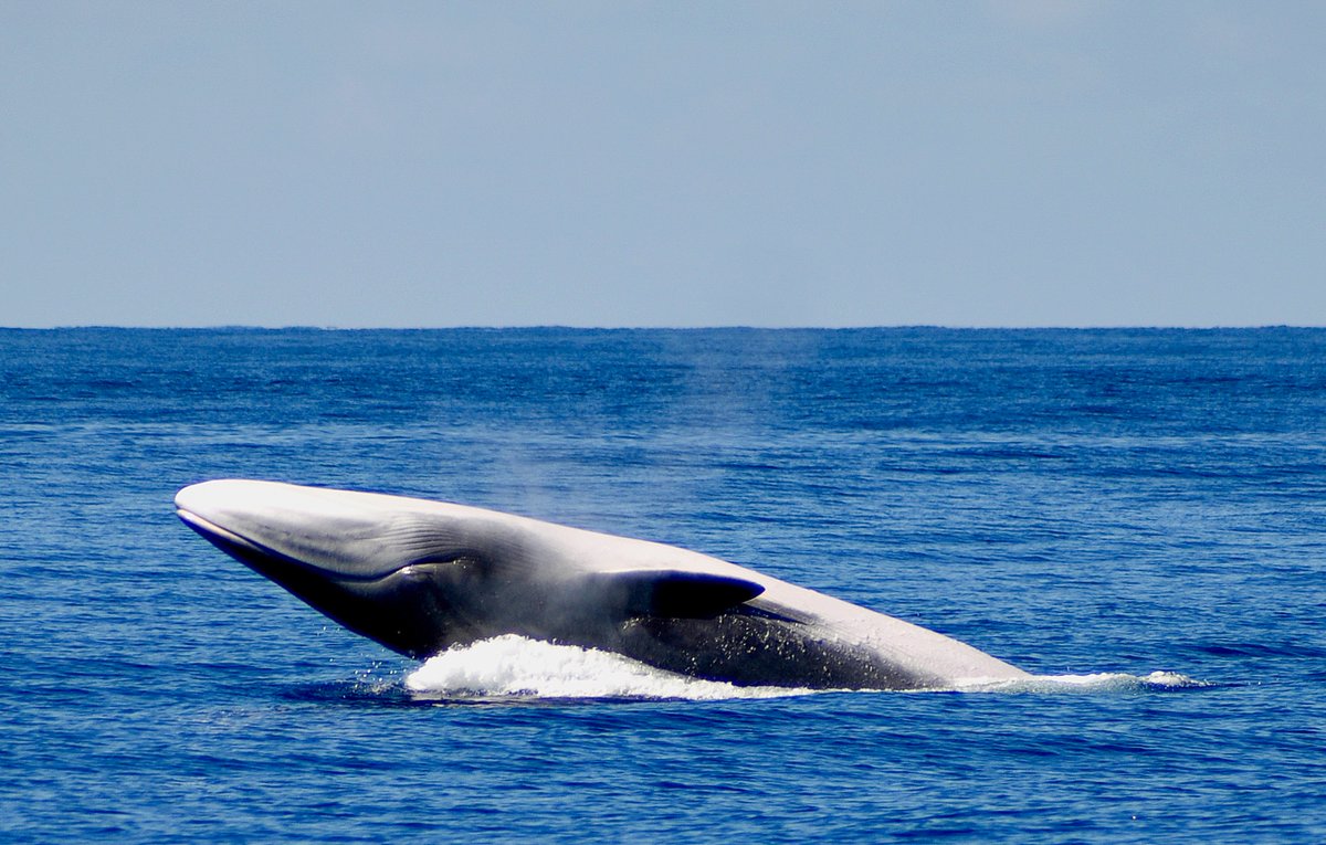 Azores Whale Lab - Cetacean Ecology Group (@azwhalelab) on Twitter photo Our study on fin whale food talk is mentioned in this month's National Geographic portuguese edition, on an interesting article about fin whales seen off the coast of Portugal royalsocietypublishing.org/doi/full/10.10… <a href="/MiriamRomagosa/">Miriam Romagosa</a> @OkeanosUac Our study on fin whale food talk is mentioned in this month's National Geographic portuguese edition, on an interesting article about fin whales seen off the coast of Portugal royalsocietypublishing.org/doi/full/10.10… <a href="/MiriamRomagosa/">Miriam Romagosa</a> @OkeanosUac