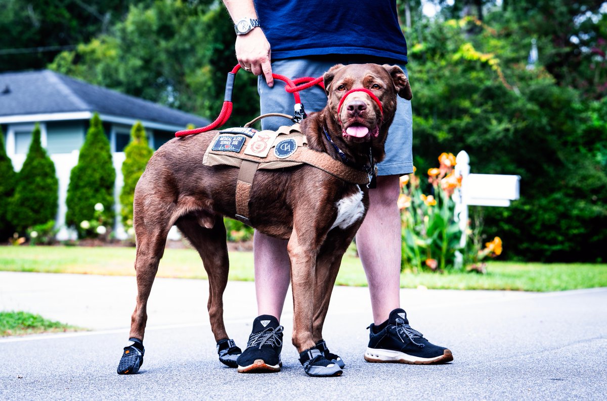 Ian Robinson found his purpose in training service dogs and teaching other veterans what he’s learned through his own experience living with PTSD. Ian and his dog Buddy are providing a solution to addressing veterans mental health care. 
👉 bit.ly/3VVyfvX