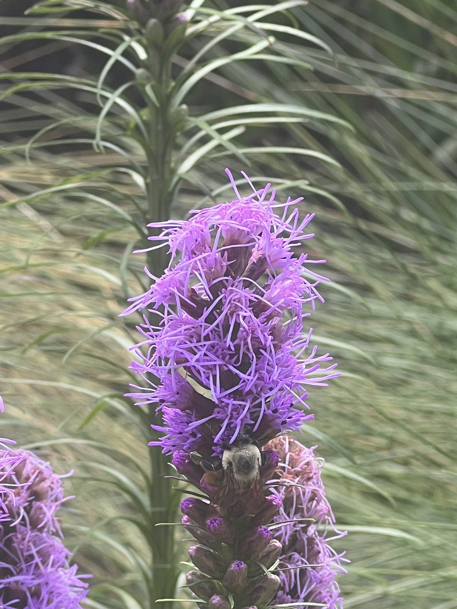SethandKTsmom's tweet photo. Another pretty flower in the sustainability garden today! This one is called a blazing star and it's very unique...
#CAFLS
#BeautifulSightsAroundCampus
#Clemson https://t.co/lTKJ348MHM