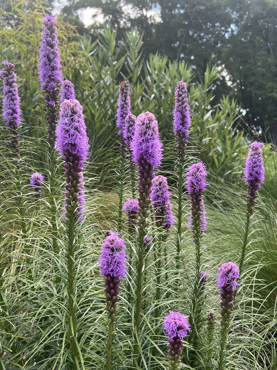 SethandKTsmom's tweet photo. Another pretty flower in the sustainability garden today! This one is called a blazing star and it's very unique...
#CAFLS
#BeautifulSightsAroundCampus
#Clemson https://t.co/lTKJ348MHM