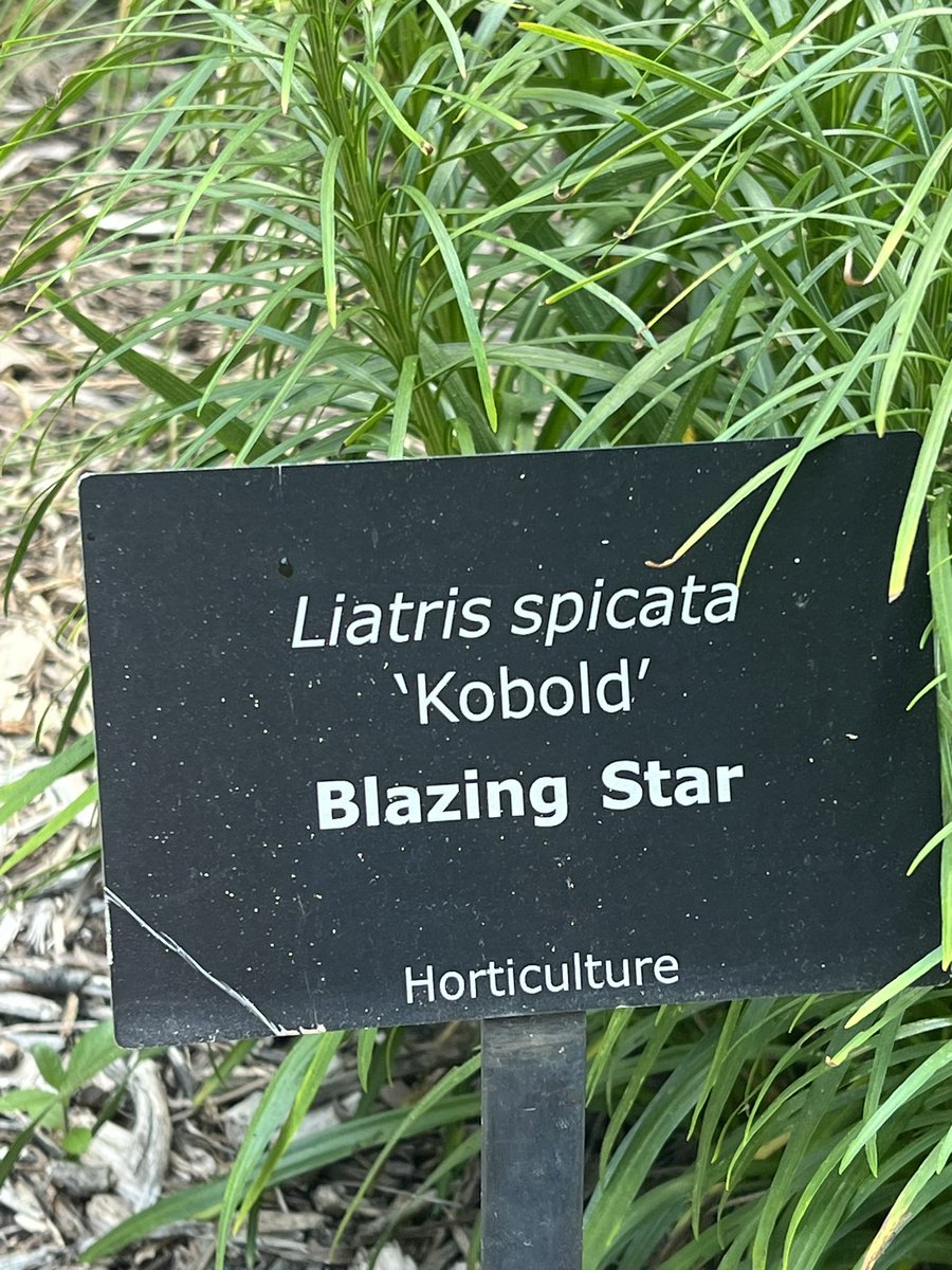 SethandKTsmom's tweet photo. Another pretty flower in the sustainability garden today! This one is called a blazing star and it's very unique...
#CAFLS
#BeautifulSightsAroundCampus
#Clemson https://t.co/lTKJ348MHM