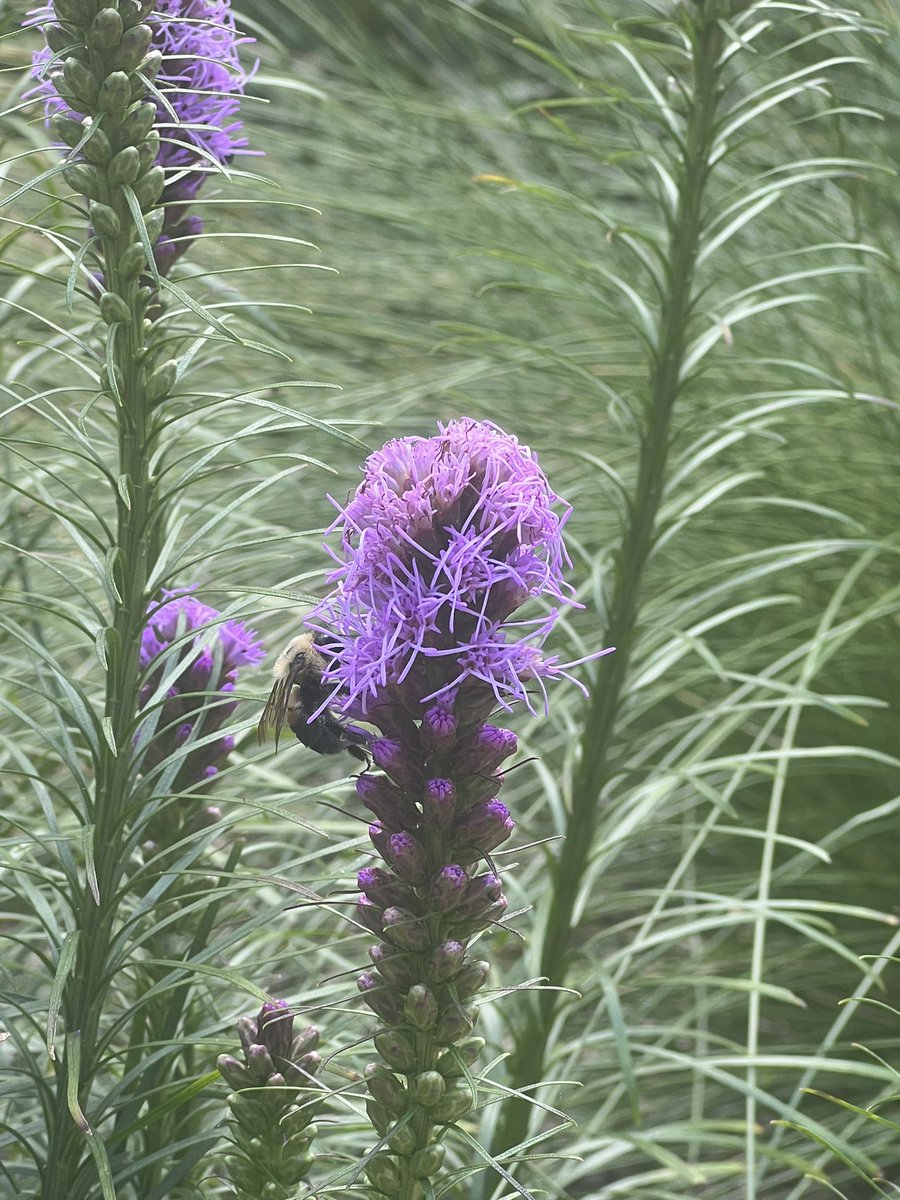 SethandKTsmom's tweet photo. Another pretty flower in the sustainability garden today! This one is called a blazing star and it's very unique...
#CAFLS
#BeautifulSightsAroundCampus
#Clemson https://t.co/lTKJ348MHM